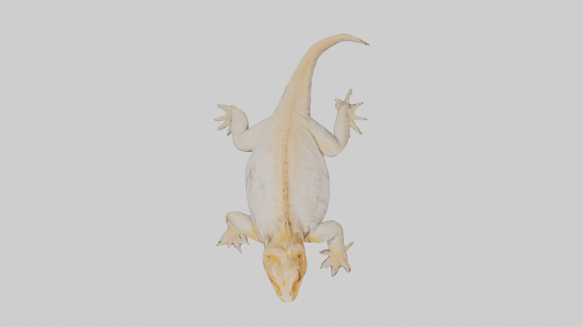 Bearded Dragon basking model 3D model_14