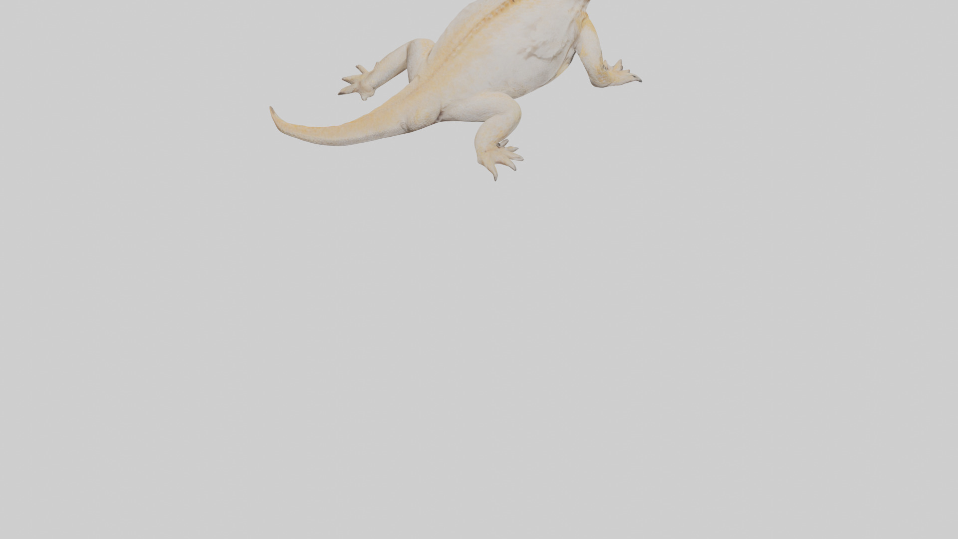 Bearded Dragon basking model 3D model_4