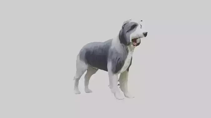 Bearded Collie herding model