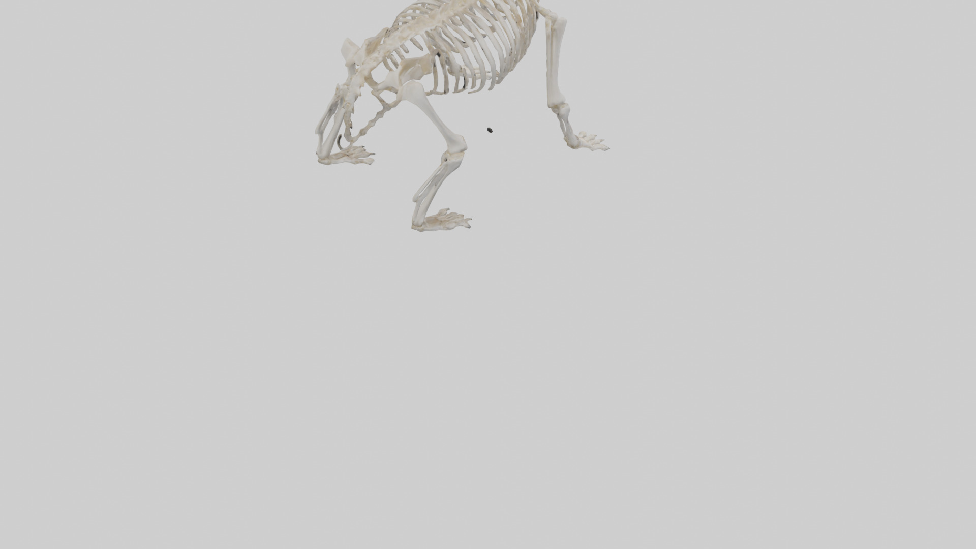 Bear Skeleton model Low-poly 3D model_5