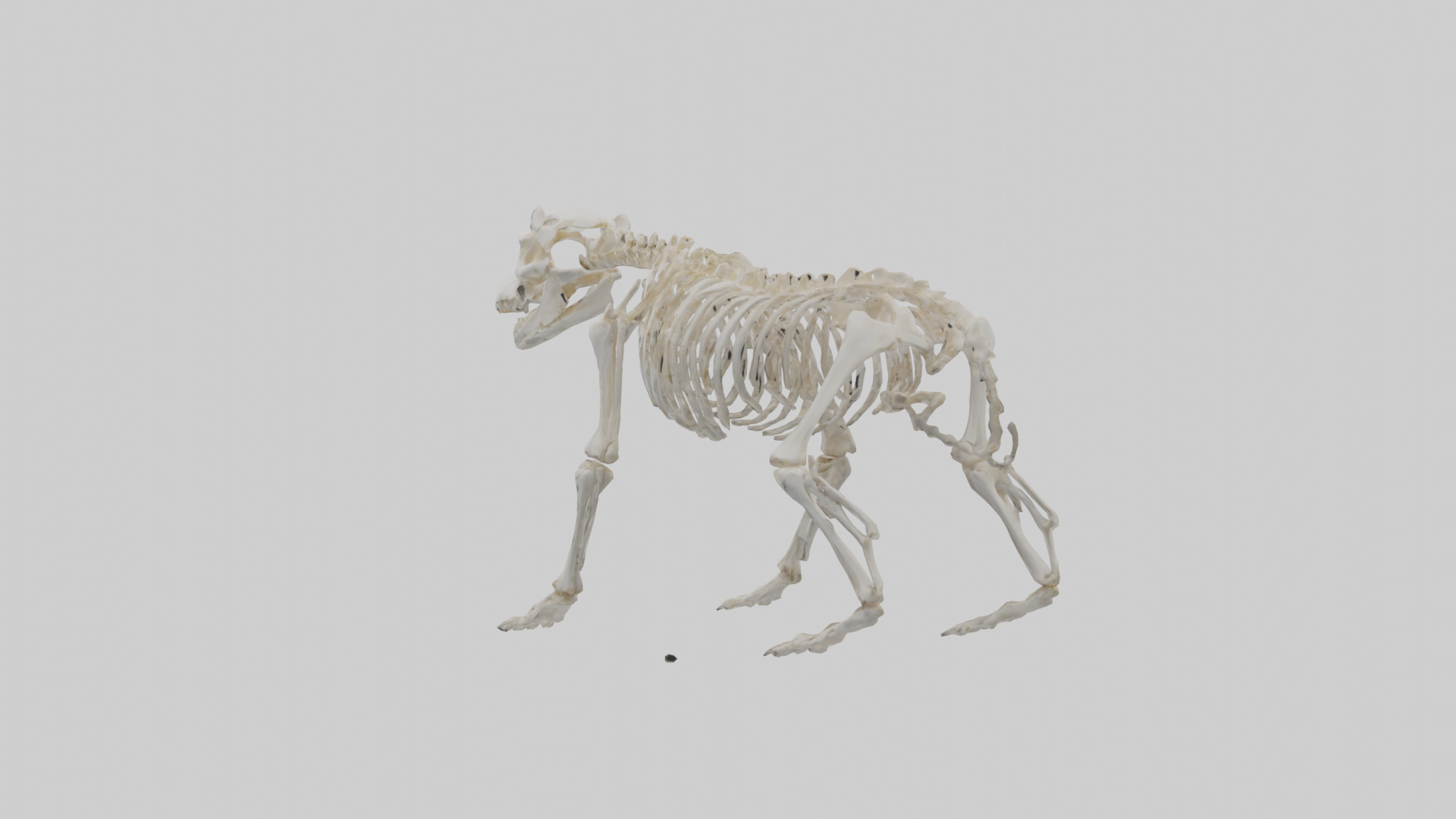 Bear Skeleton model Low-poly 3D model_2