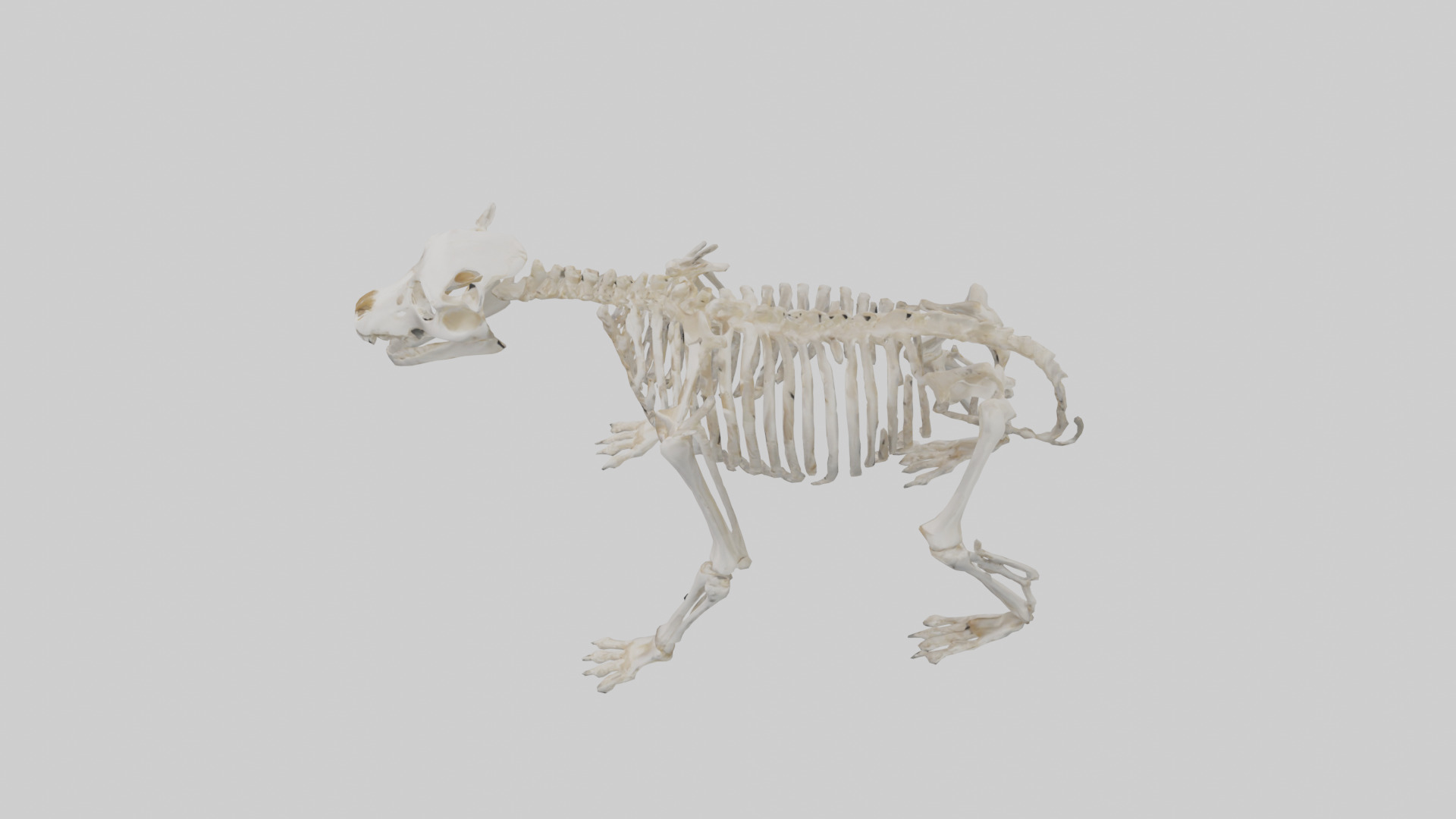 Bear Skeleton model Low-poly 3D model_17
