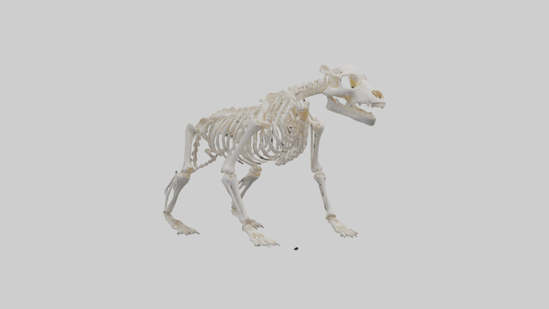 Bear Skeleton model Low-poly 3D model_11