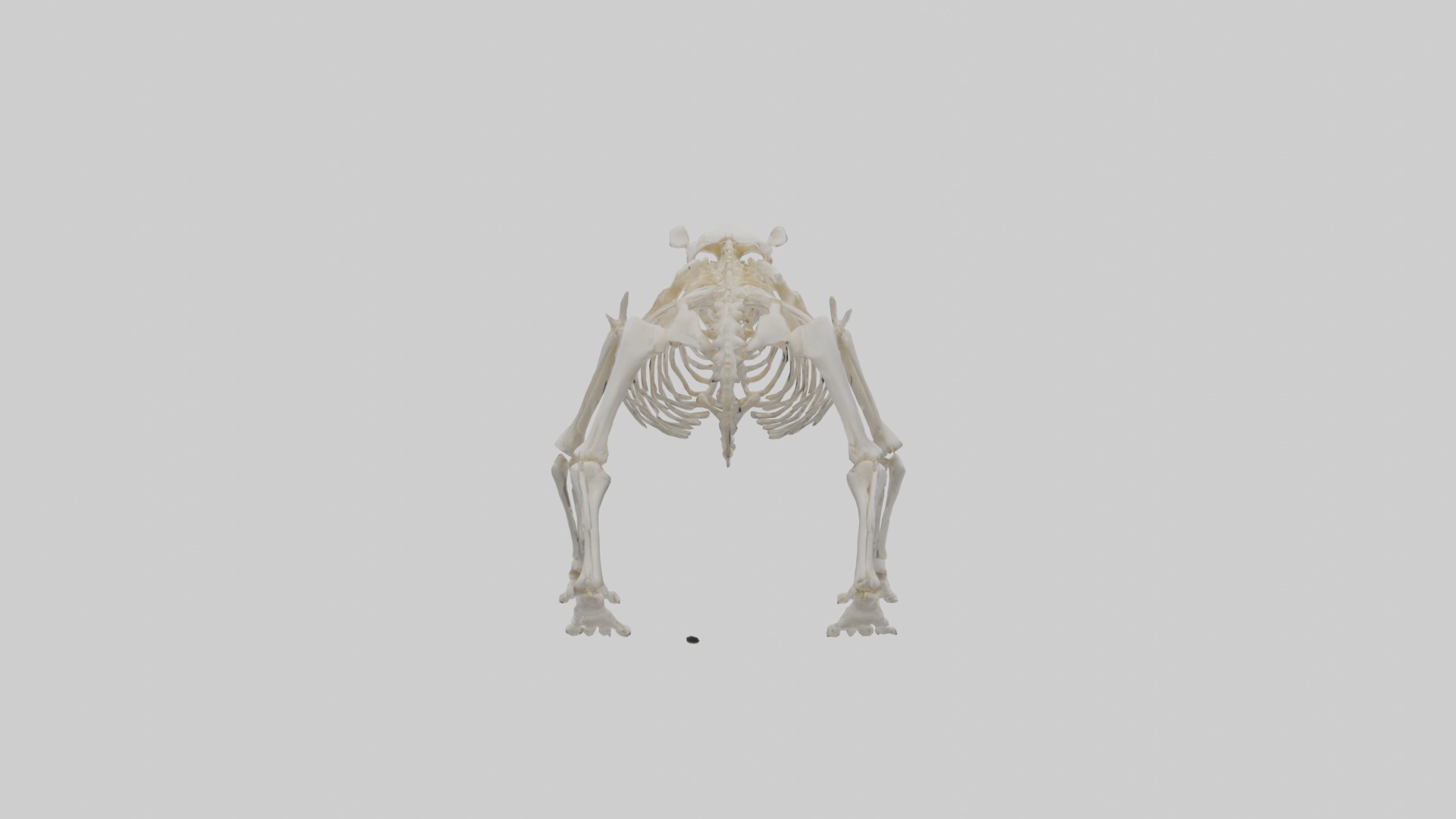Bear Skeleton model Low-poly 3D model_1