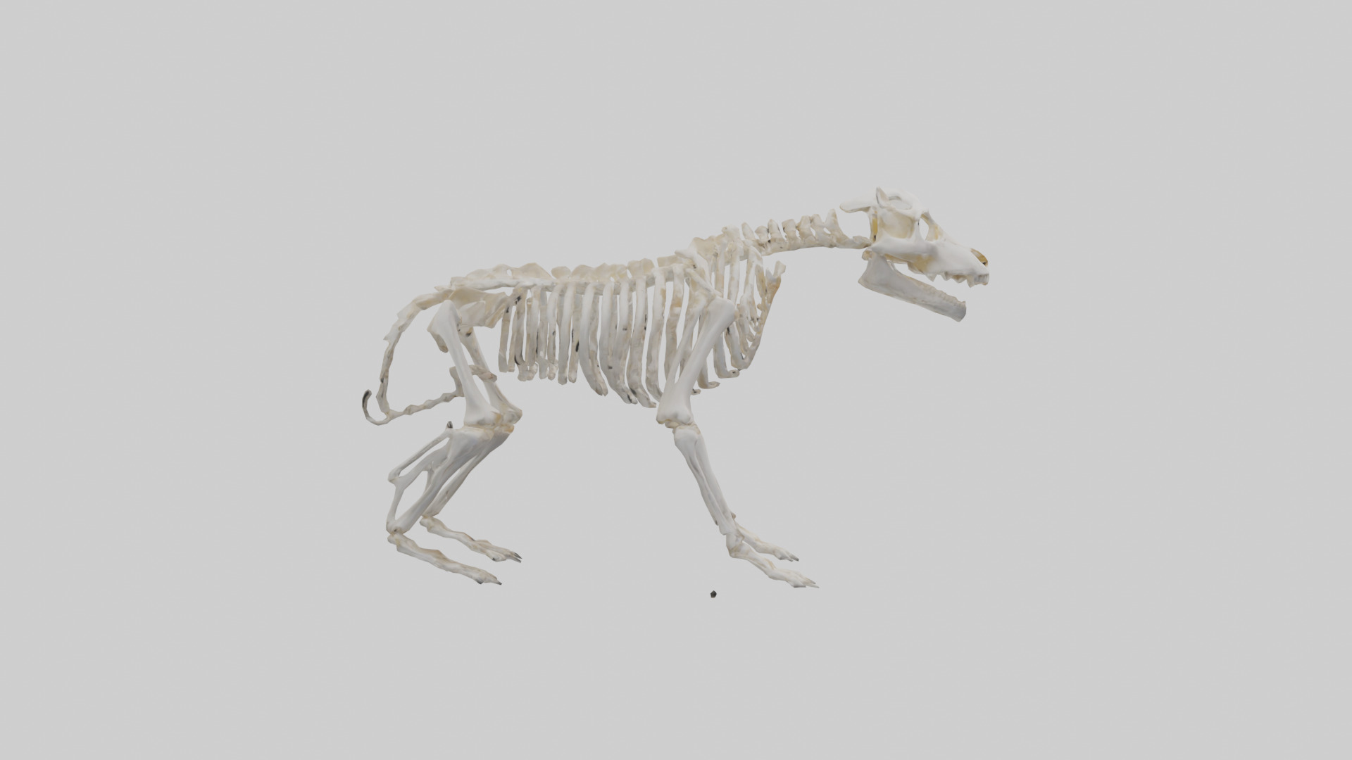 Bear Skeleton model Low-poly 3D model_13