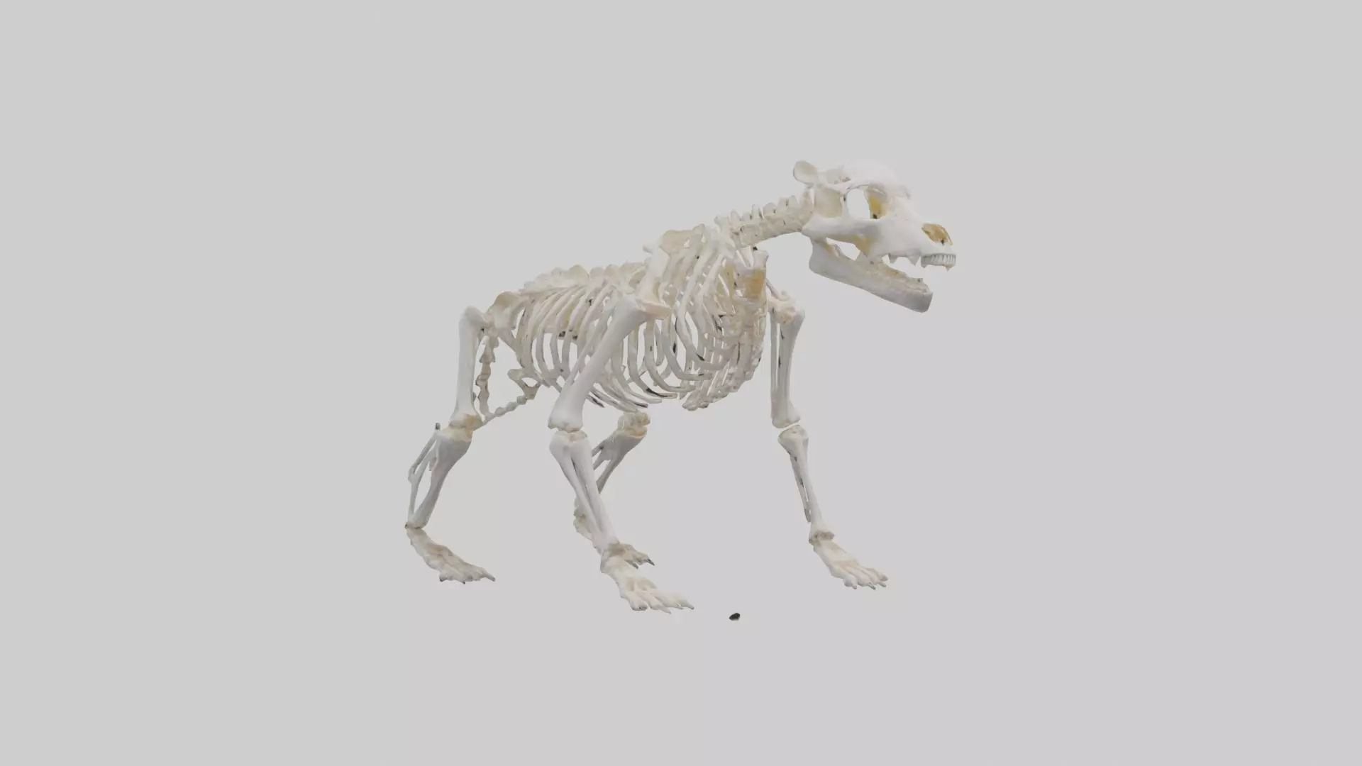 Bear Skeleton model Low-poly 3D model_0