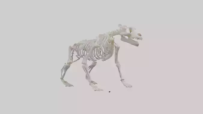 Bear Skeleton model