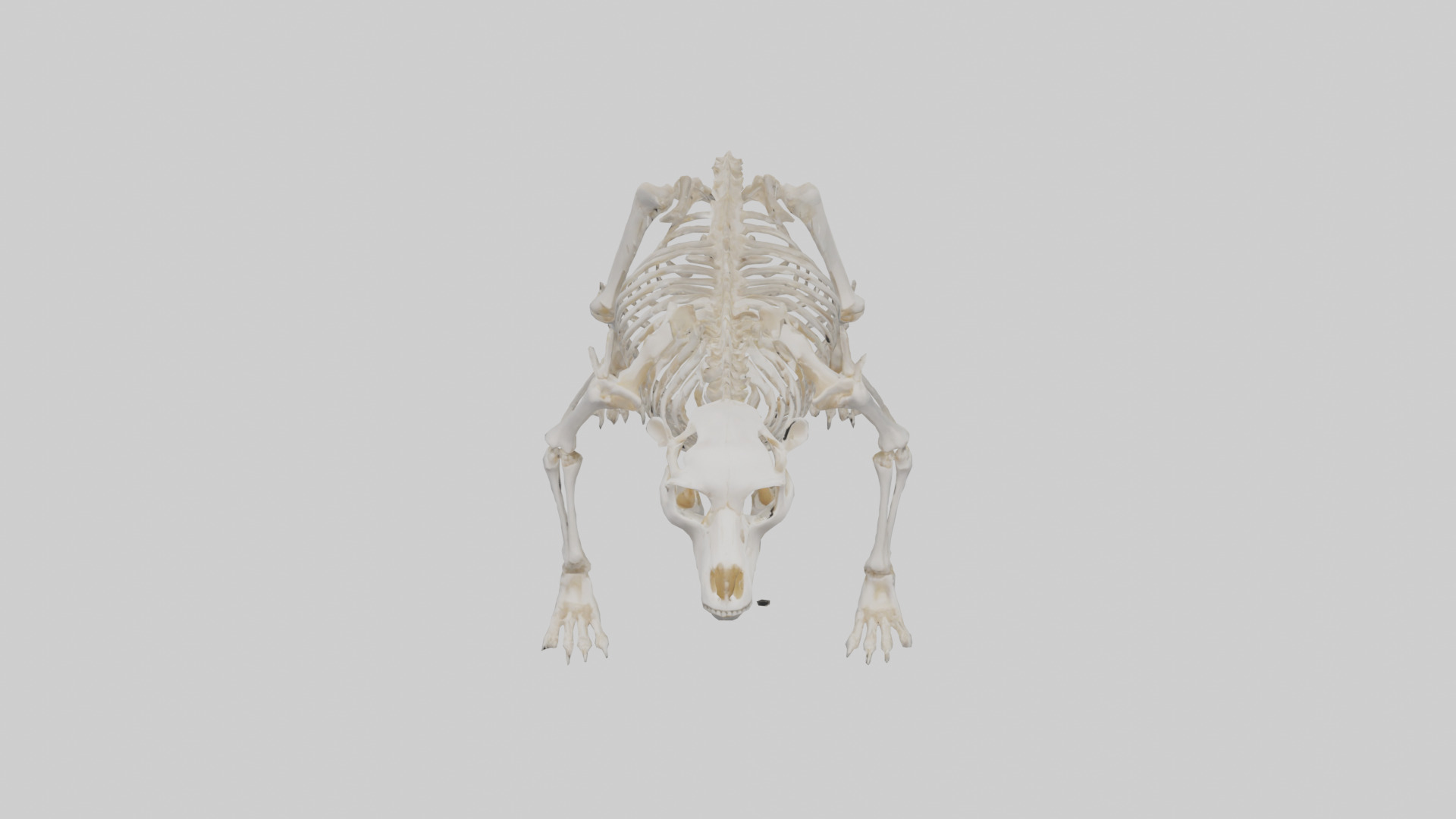 Bear Skeleton model Low-poly 3D model_16