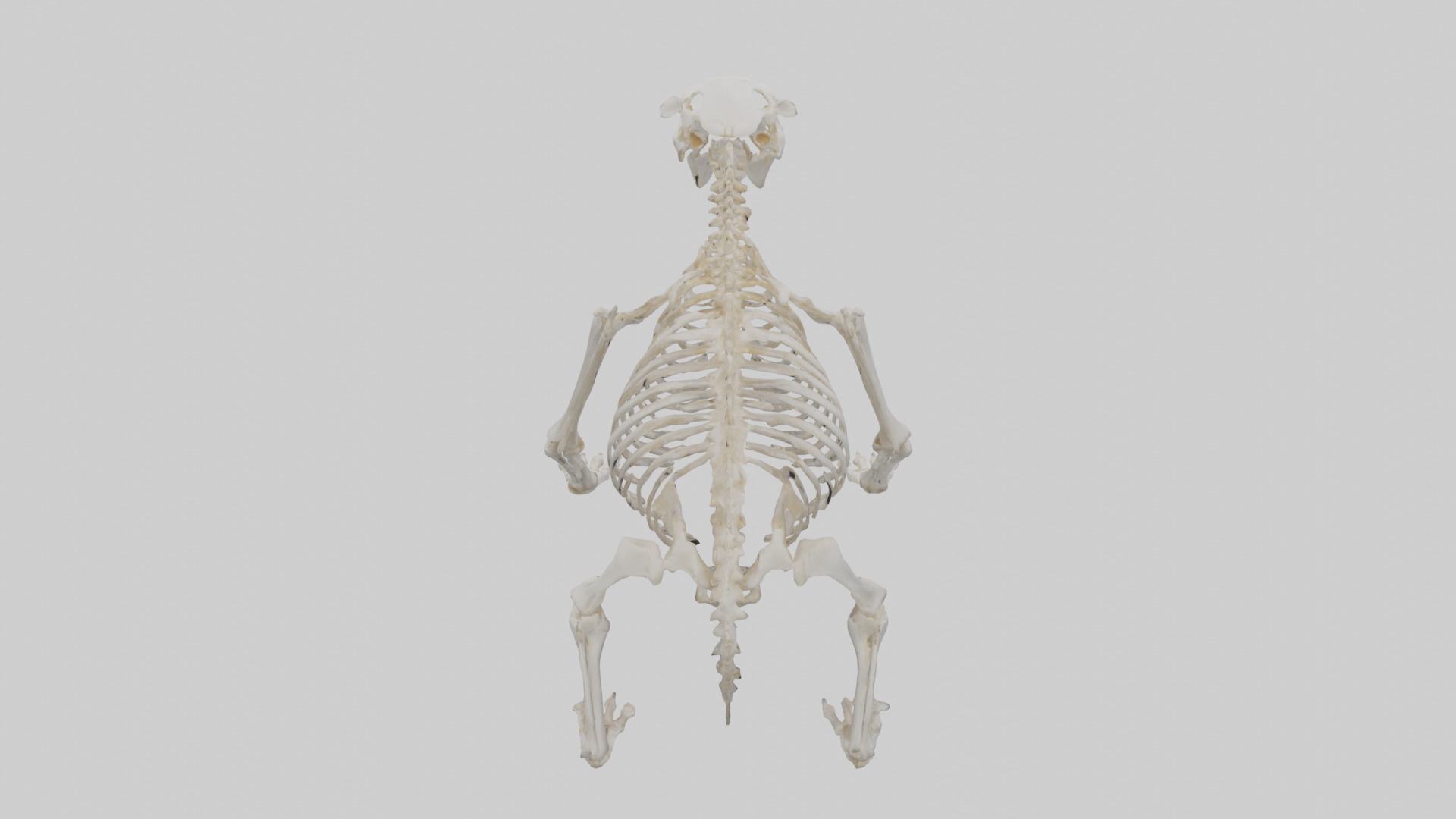 Bear Skeleton model Low-poly 3D model_15