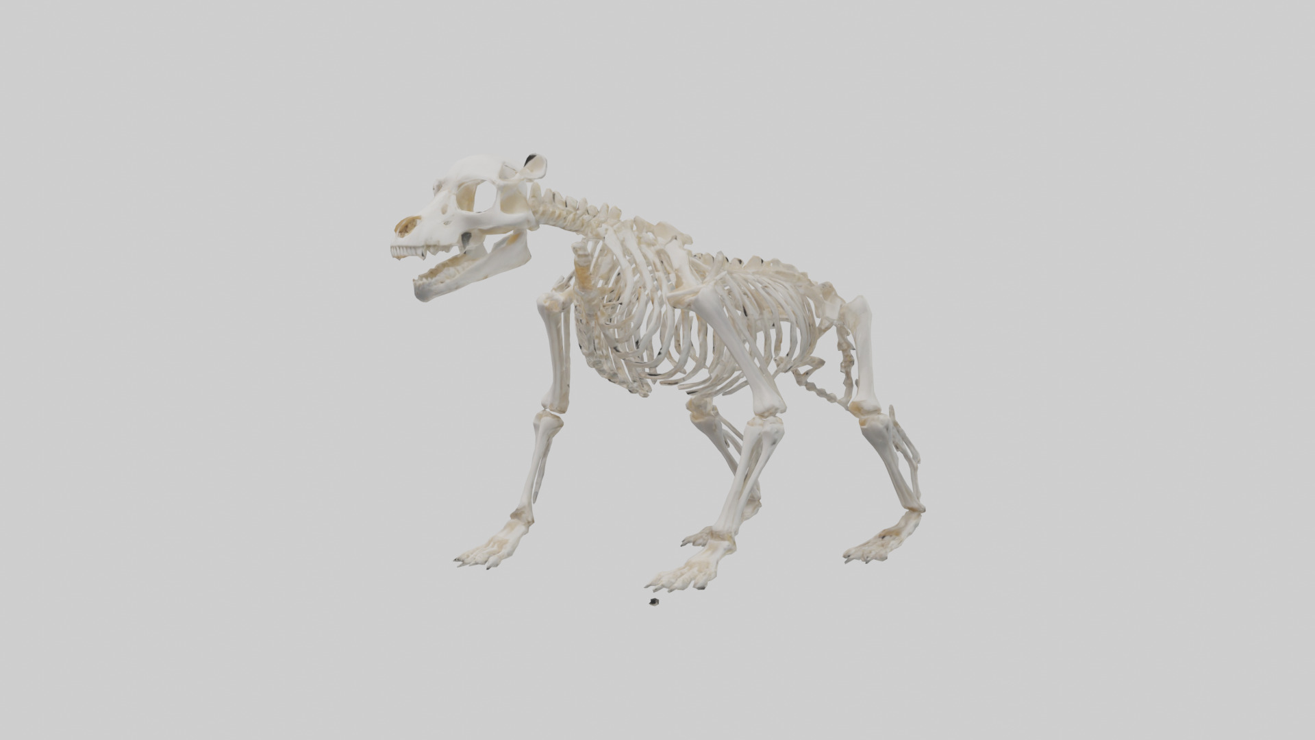 Bear Skeleton model Low-poly 3D model_8