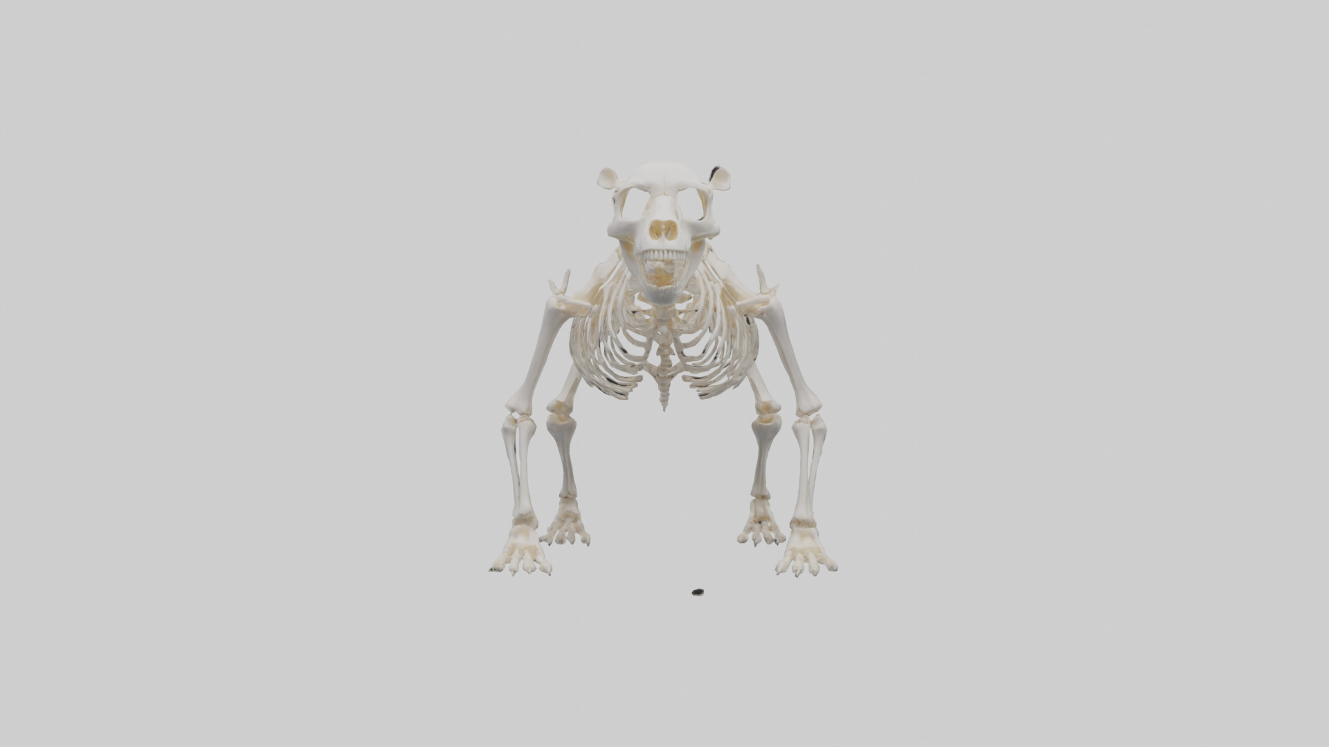 Bear Skeleton model Low-poly 3D model_9