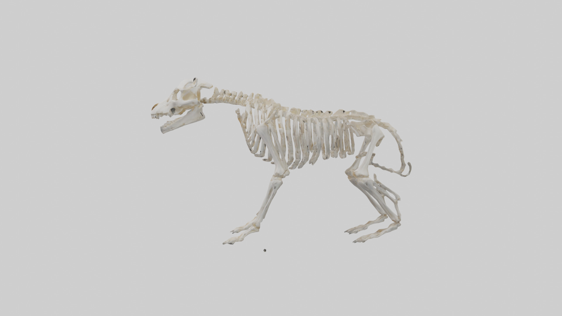 Bear Skeleton model Low-poly 3D model_12