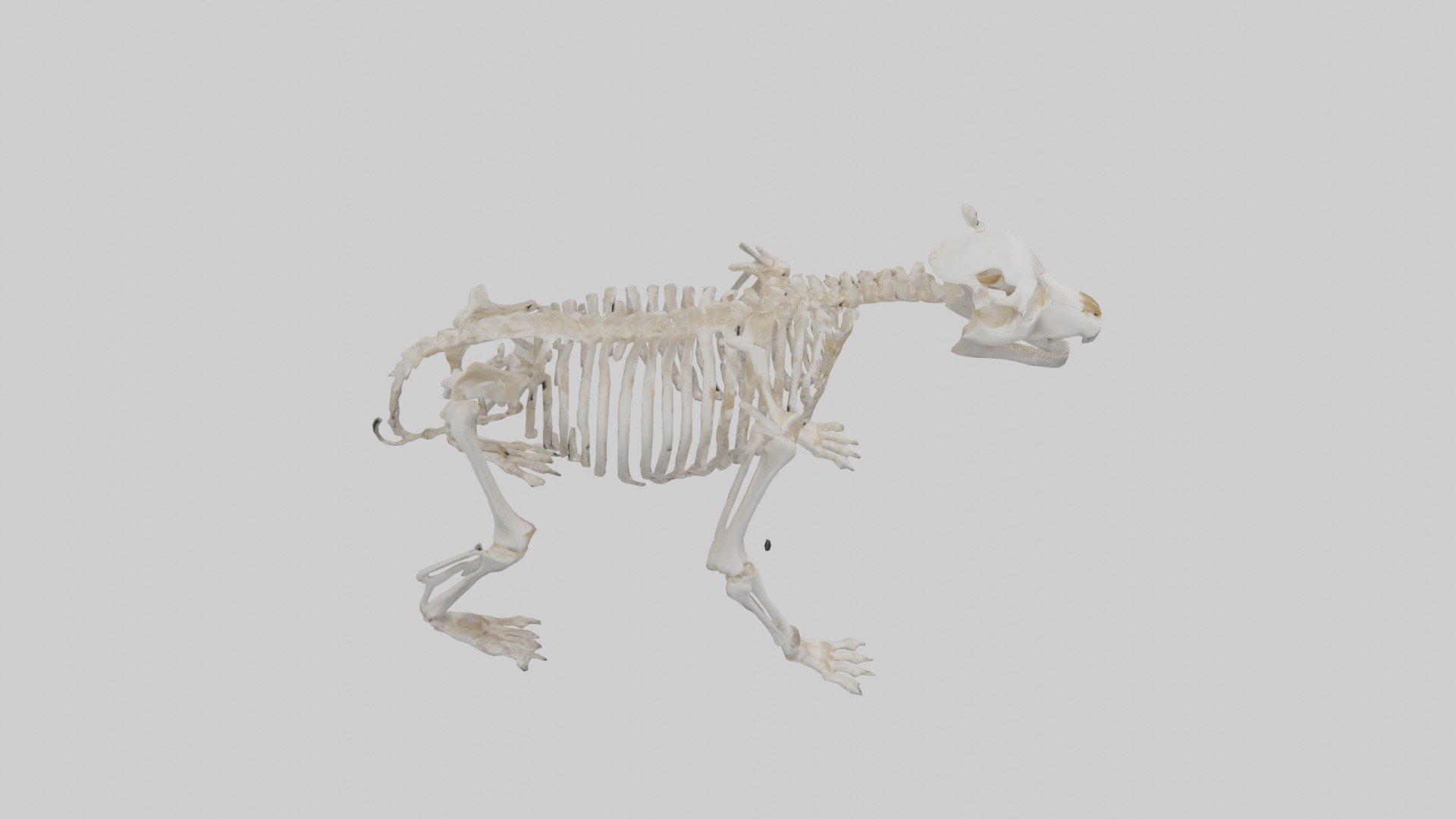 Bear Skeleton model Low-poly 3D model_18