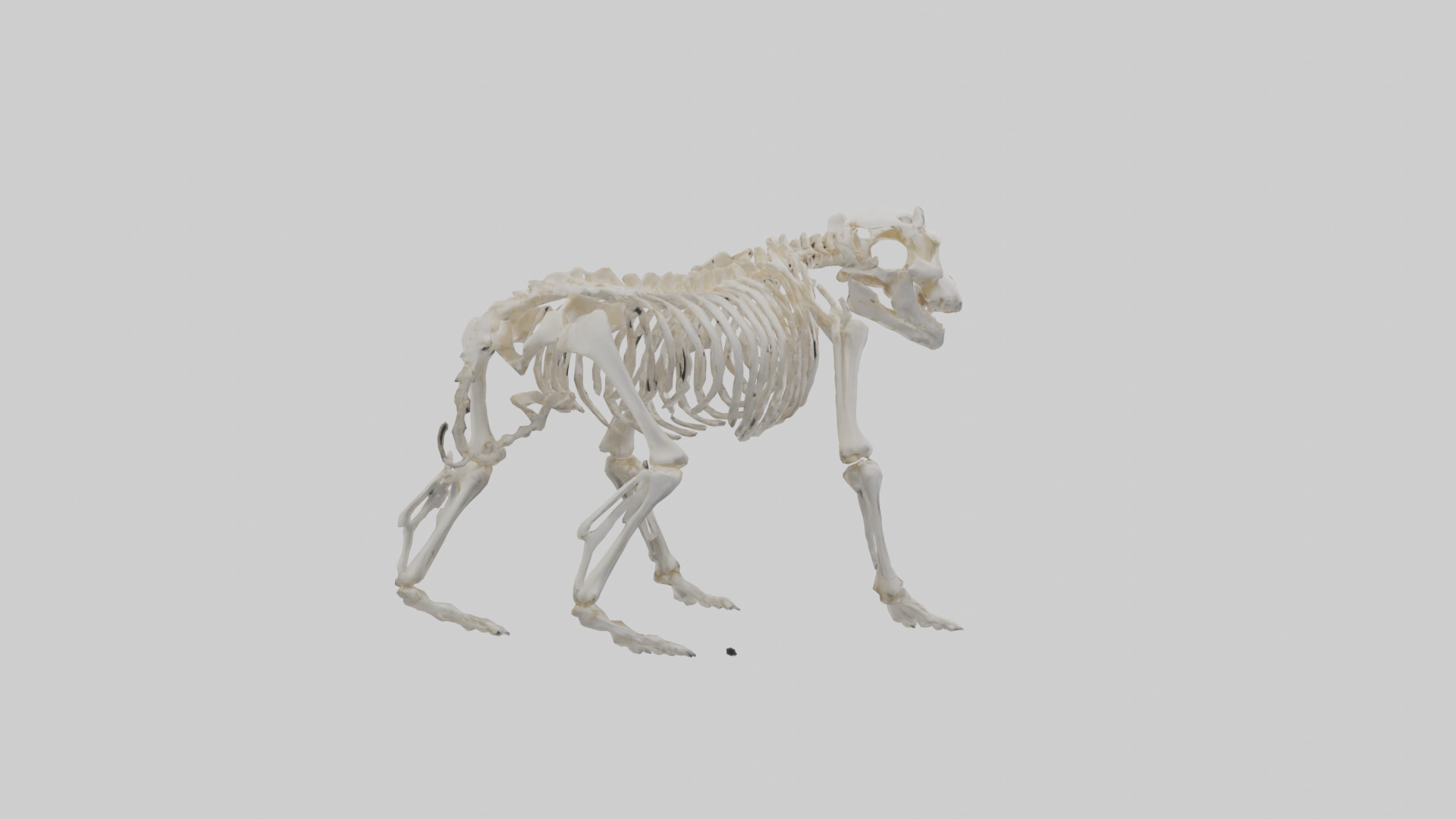 Bear Skeleton model Low-poly 3D model_3