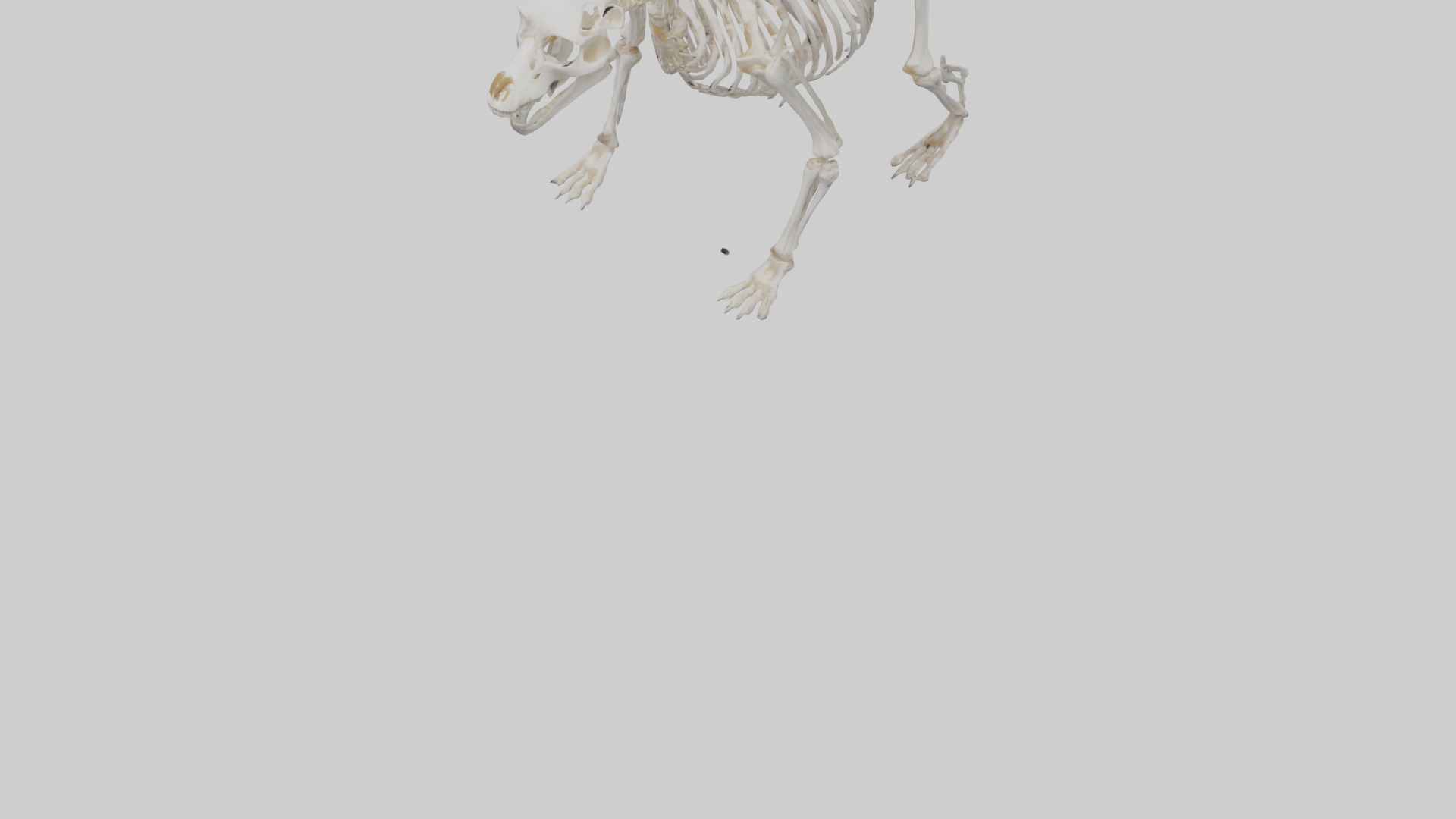 Bear Skeleton model Low-poly 3D model_6