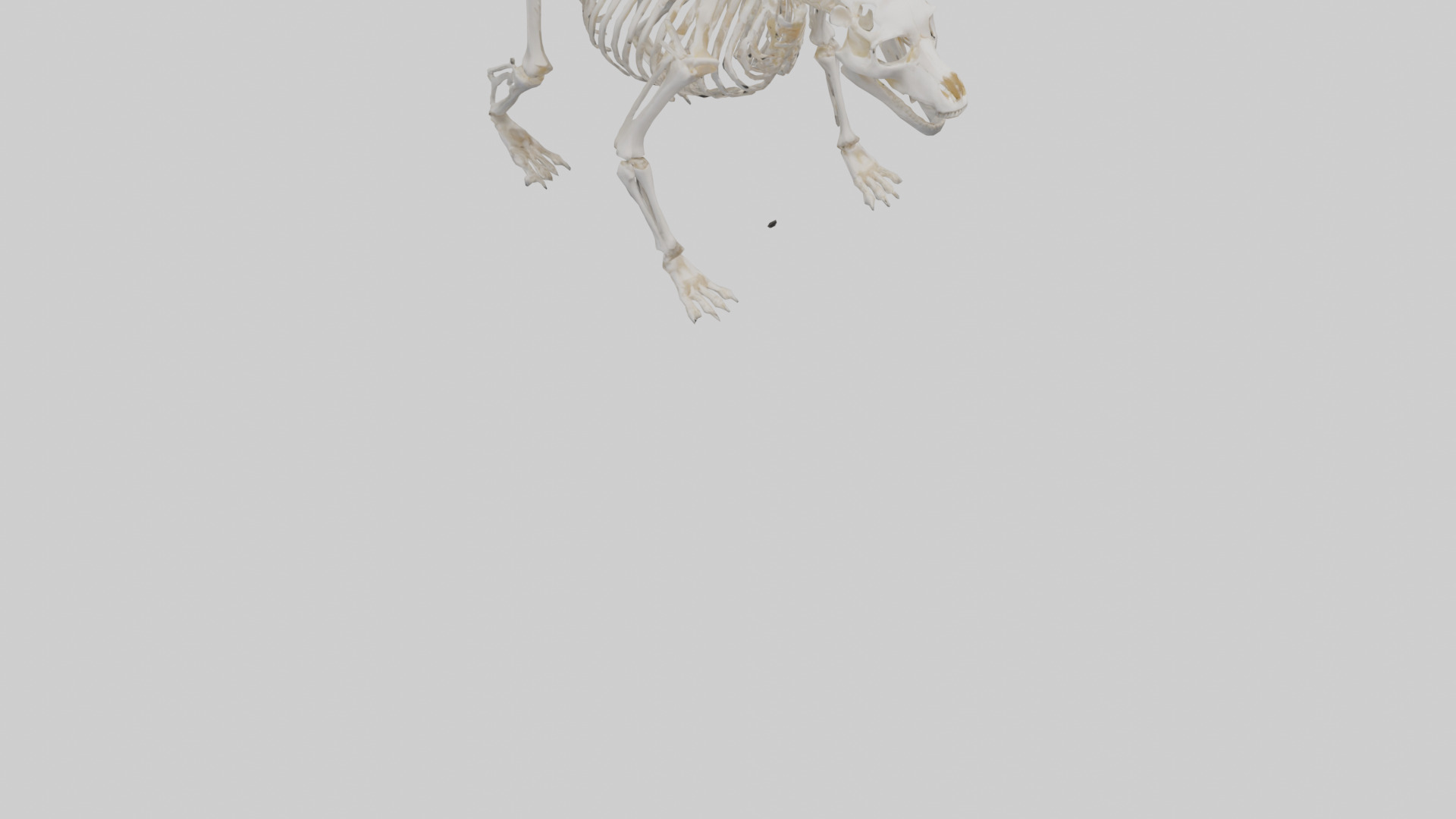 Bear Skeleton model Low-poly 3D model_7