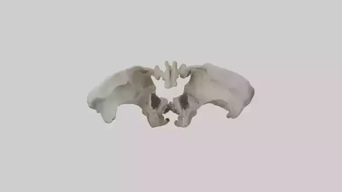 Bear Pelvis