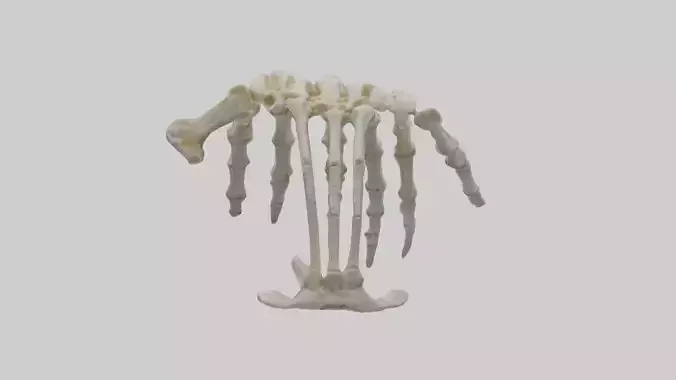 Bear Claw Skeleton model