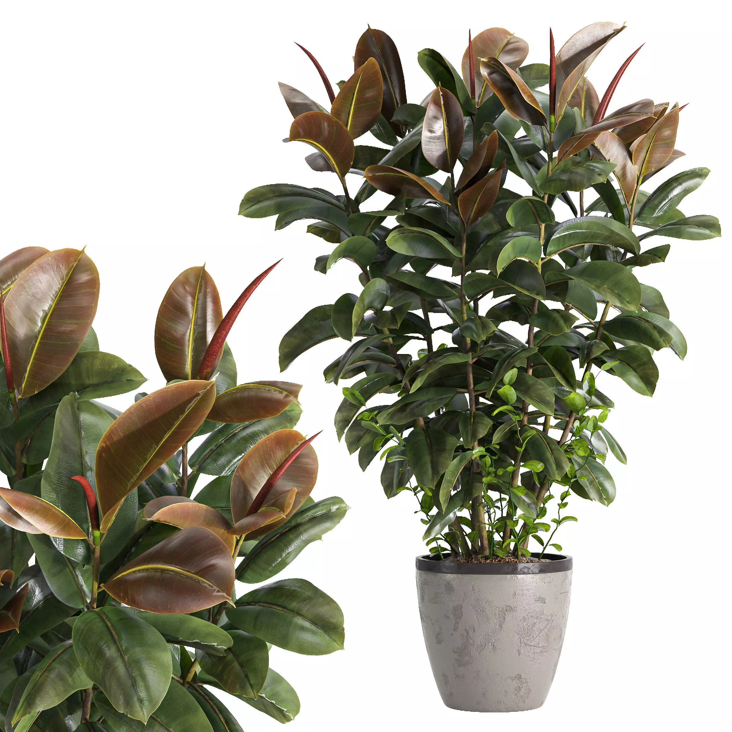 Indoor plant 05 3D model