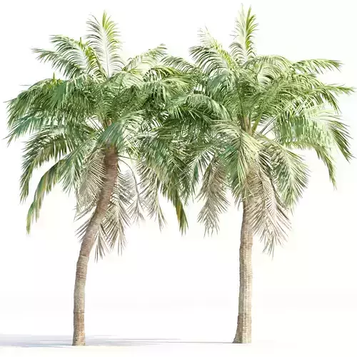 Realistic Palm Trees Vol 288 Tropical 3D Tree Models 3D model