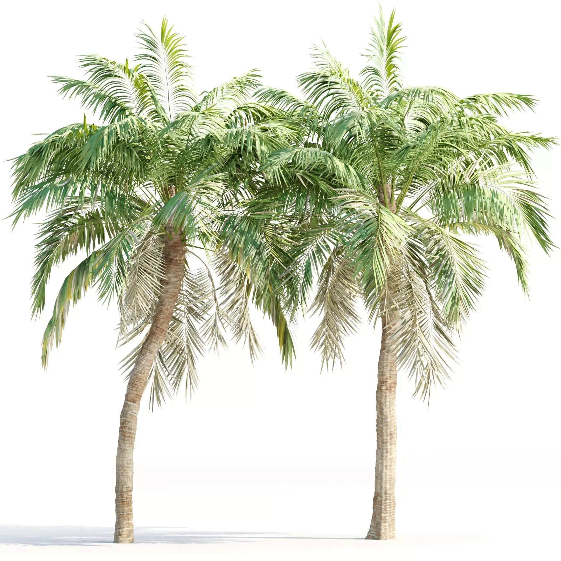 Realistic Palm Trees Vol 288 Tropical 3D Tree Models 3D model
