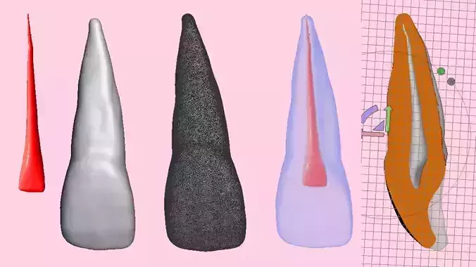 Natural tooth Root canal with pulp cavity  3D print model