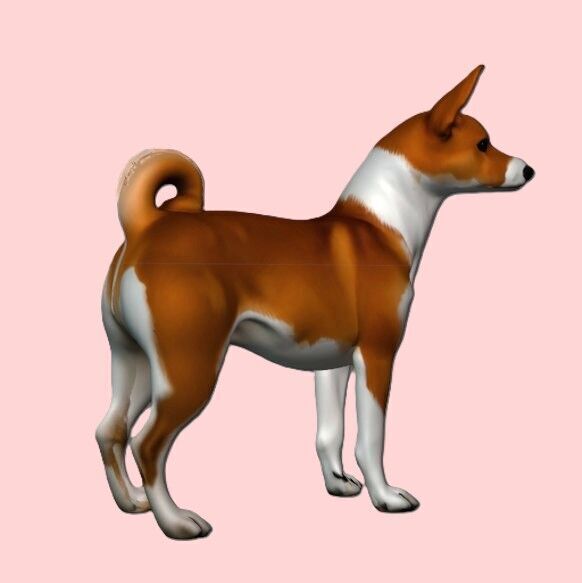 Basenji Dog 3D print model_2