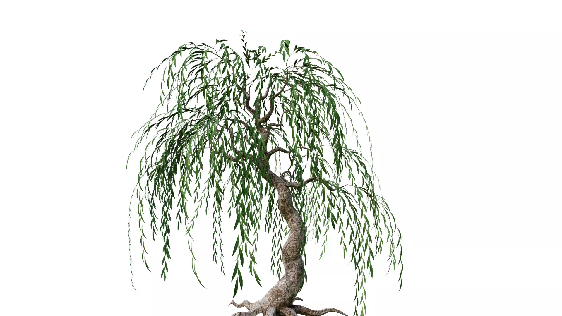 salix babilonica weping willow Free 3D model