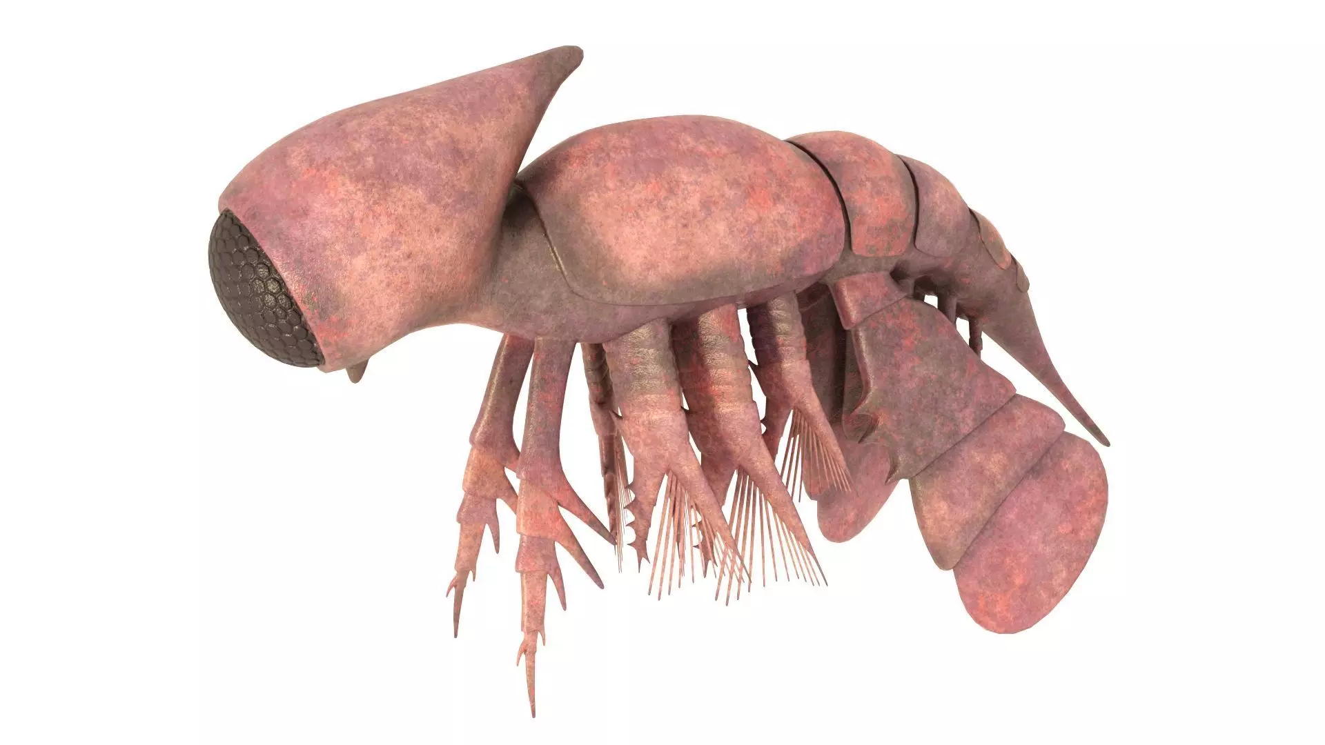 Cambropachycope 3D model
