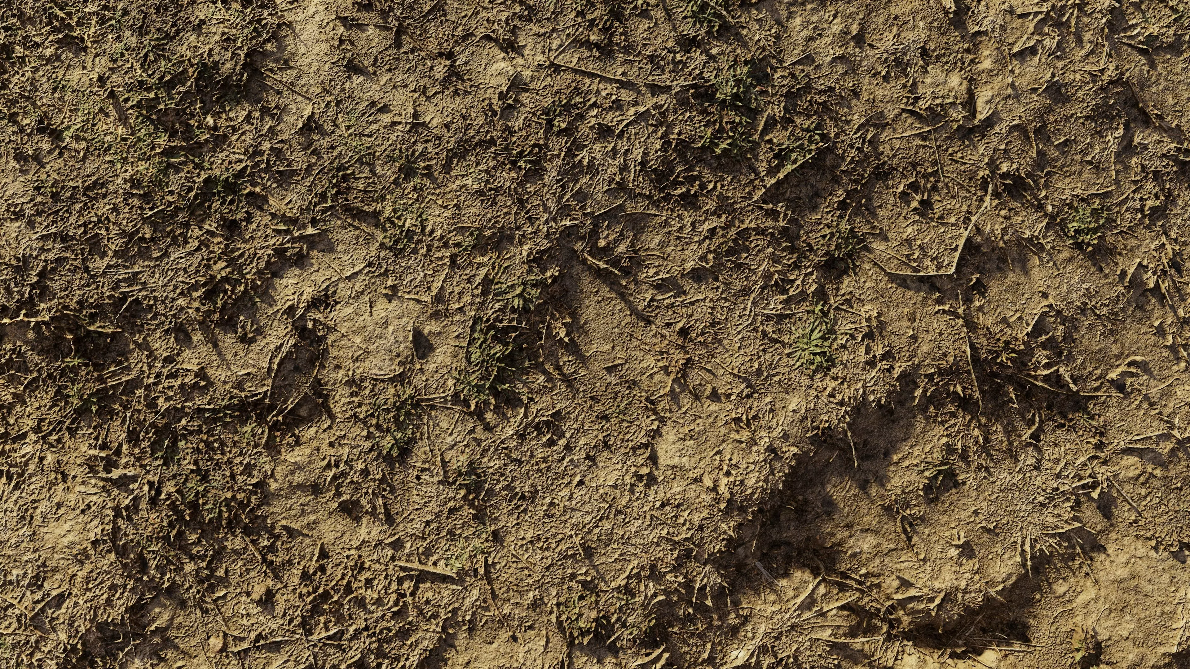 autumngrassdirt06102024 3D model_0