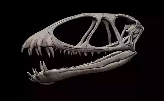 Dimorphodon Skull  3D print model