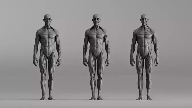 S00041 Human Anatomy Model - Muscular System 3D print model