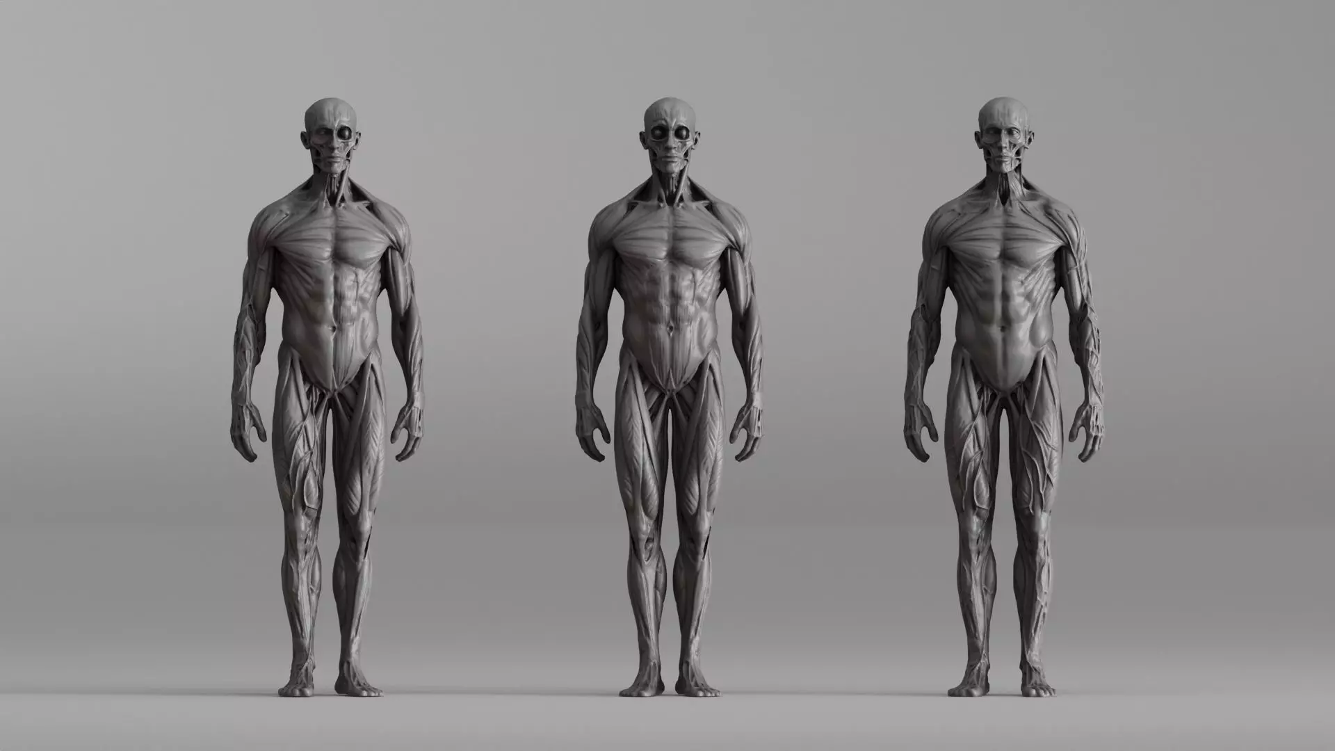 S00041 Human Anatomy Model - Muscular System 3D print model