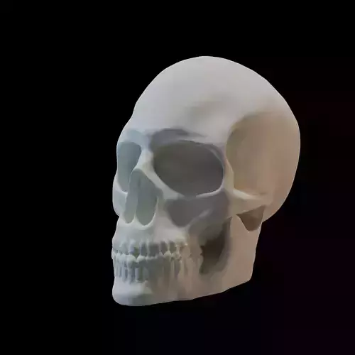 3D Human Skull