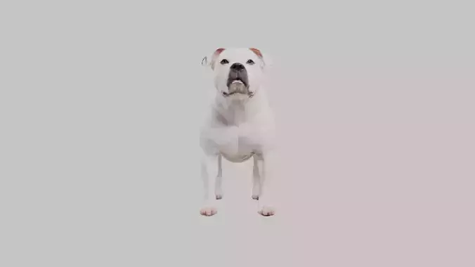 American Bulldog 3D Model - Realistic Dog Animal