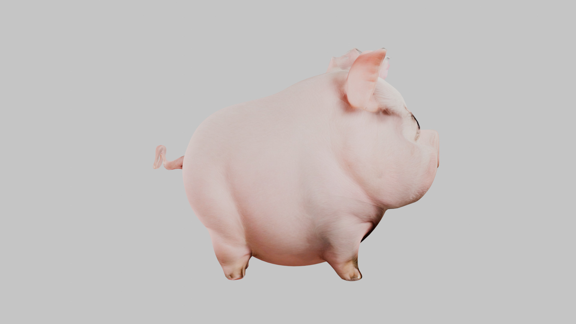 3D Pig Model - Cartoon Animal Character Low-poly 3D model_21