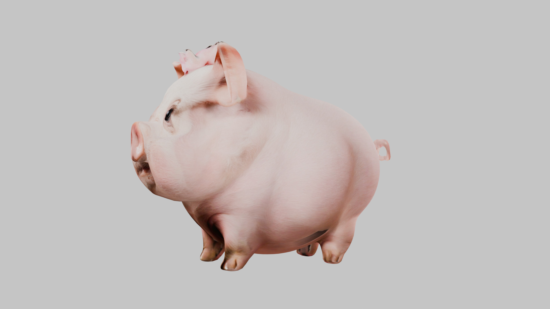 3D Pig Model - Cartoon Animal Character Low-poly 3D model_12