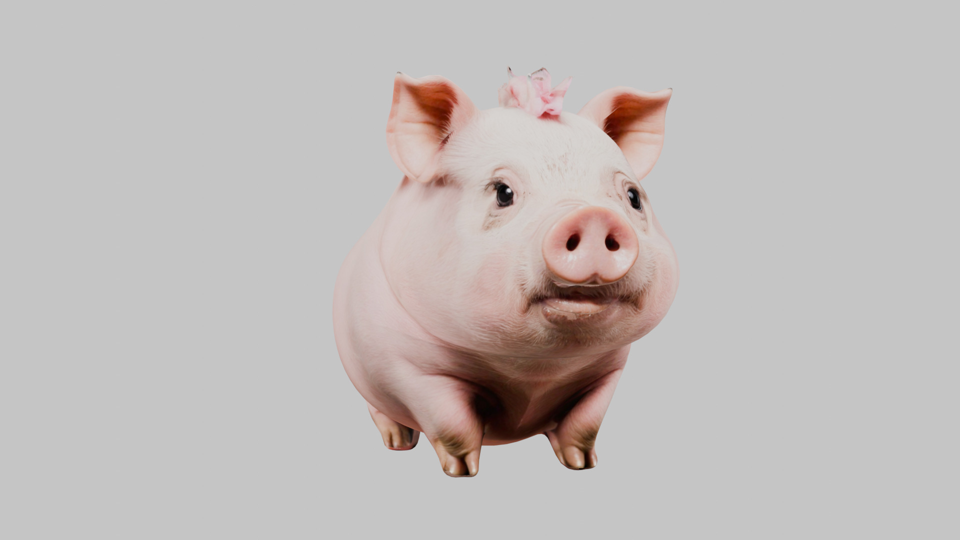 3D Pig Model - Cartoon Animal Character Low-poly 3D model_18