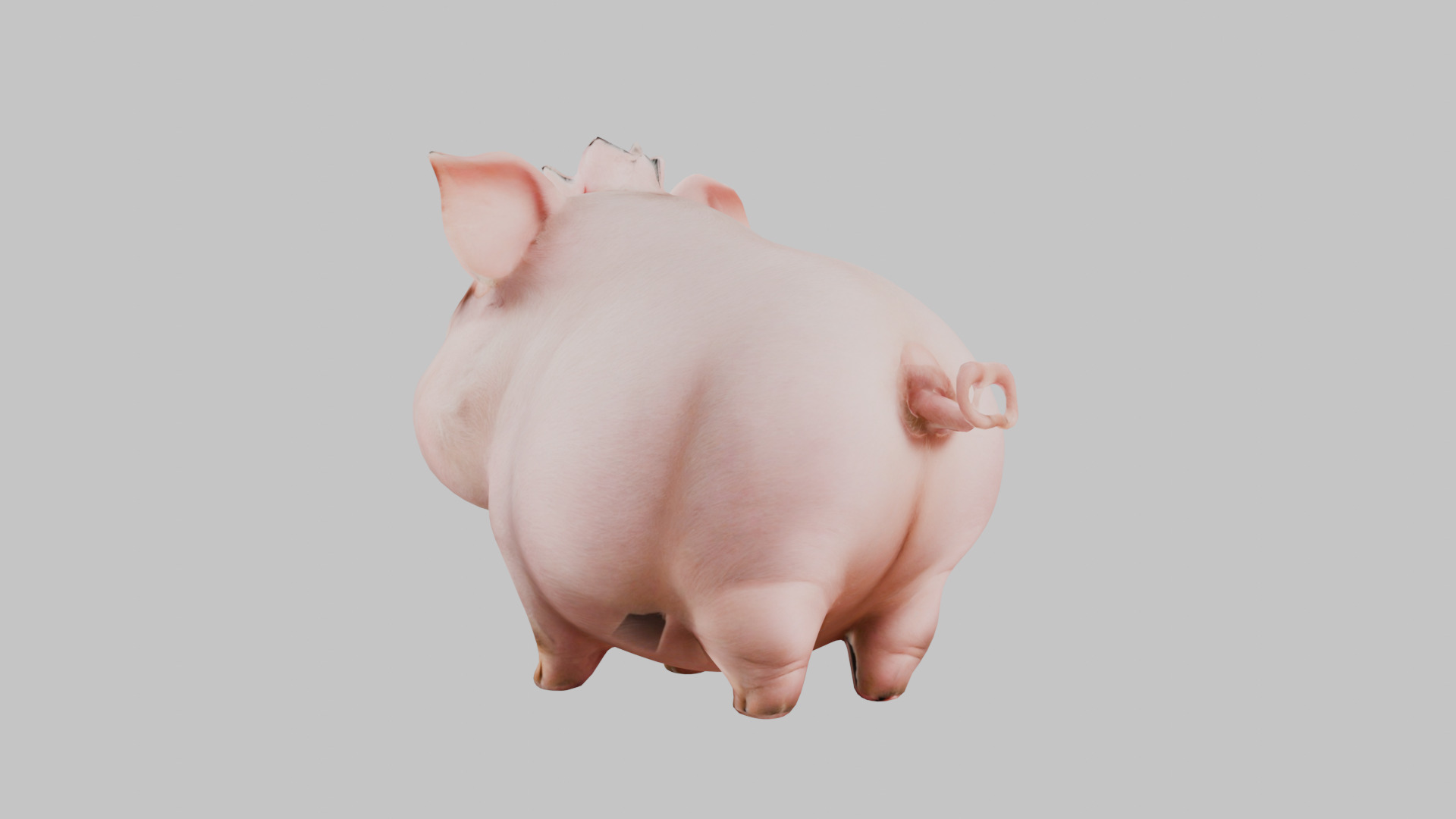 3D Pig Model - Cartoon Animal Character Low-poly 3D model_3