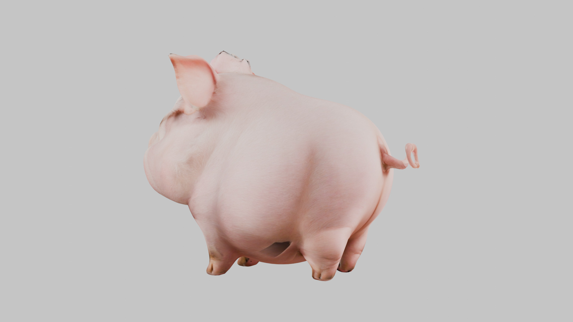 3D Pig Model - Cartoon Animal Character Low-poly 3D model_8