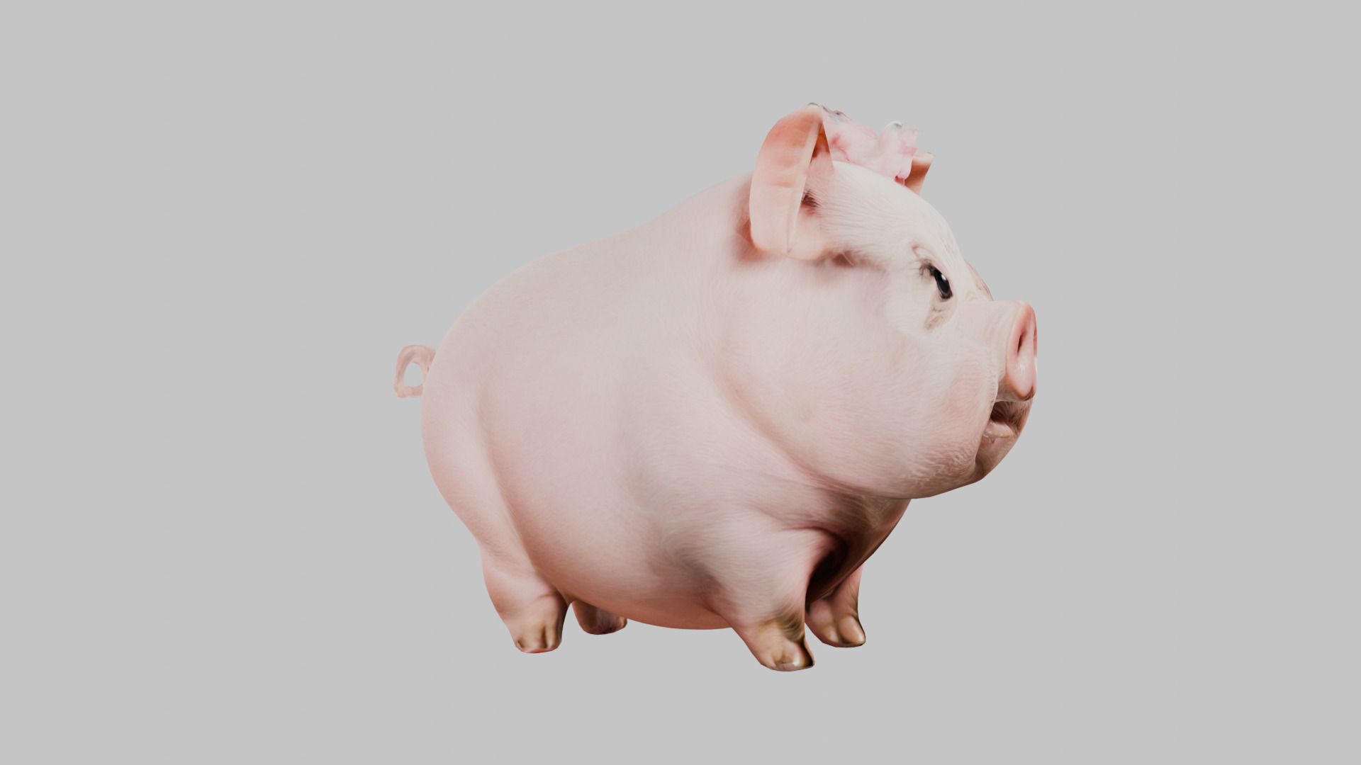 3D Pig Model - Cartoon Animal Character Low-poly 3D model_19