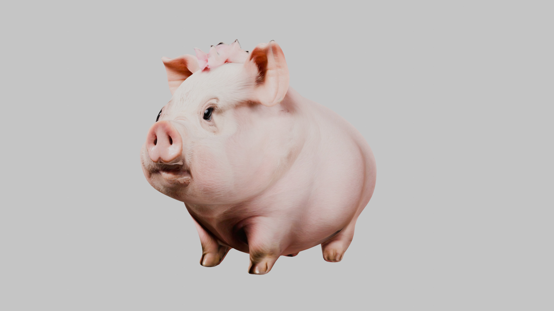 3D Pig Model - Cartoon Animal Character Low-poly 3D model_14