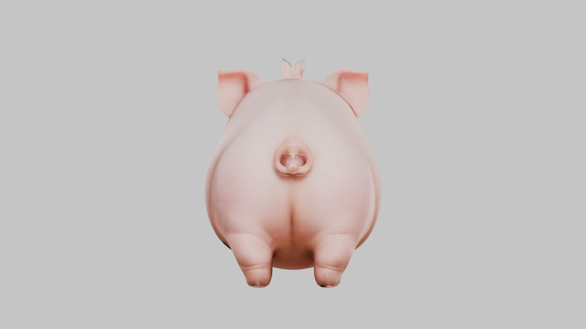 3D Pig Model - Cartoon Animal Character Low-poly 3D model_29