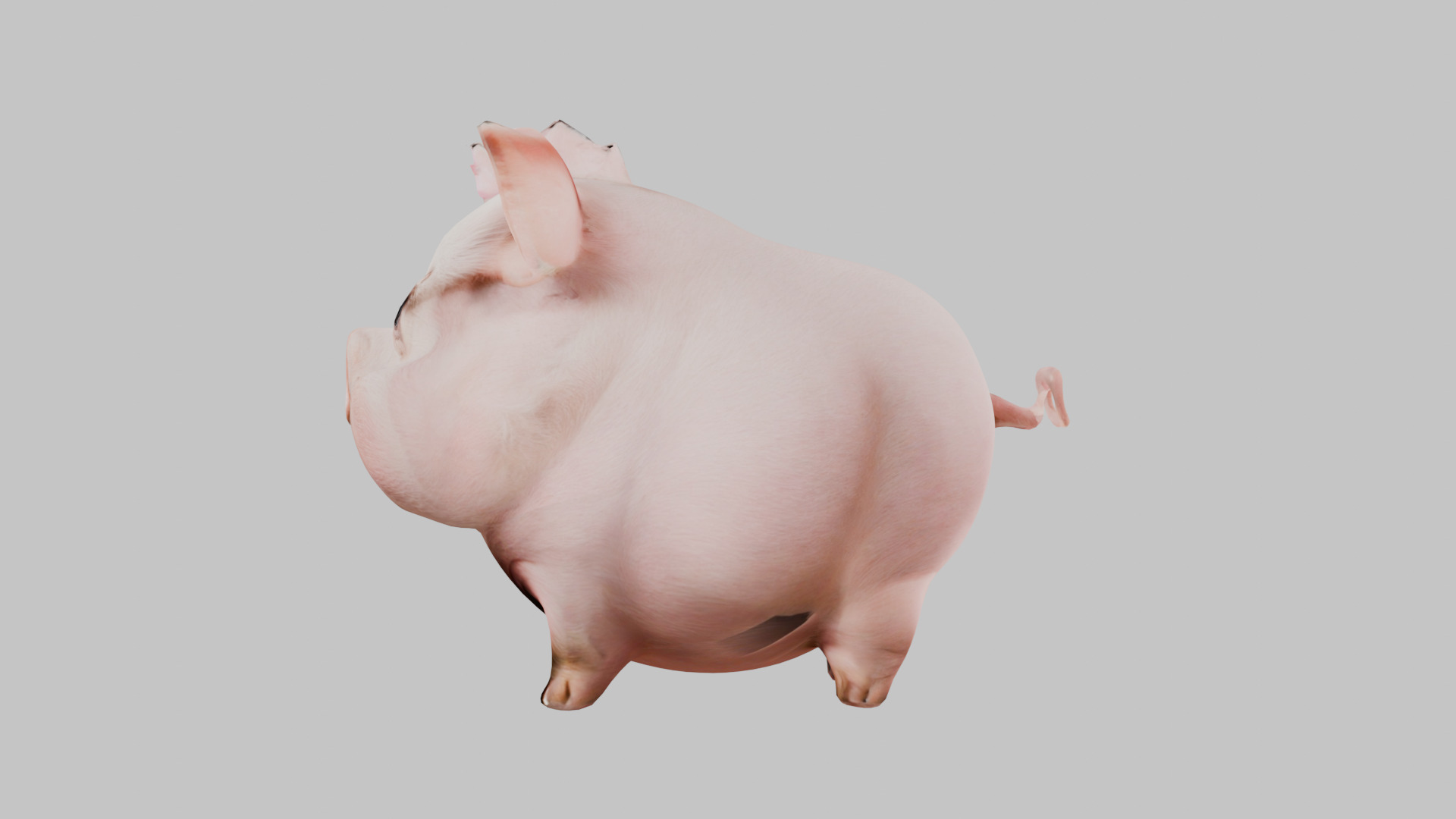 3D Pig Model - Cartoon Animal Character Low-poly 3D model_10