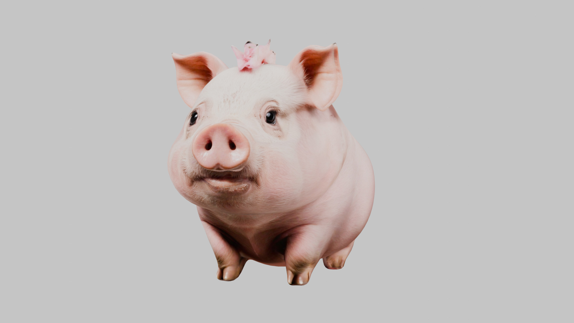3D Pig Model - Cartoon Animal Character Low-poly 3D model_16