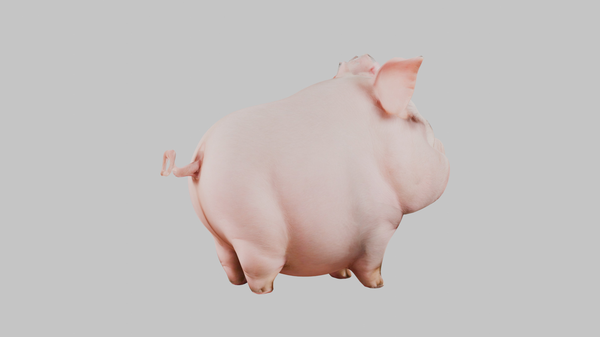 3D Pig Model - Cartoon Animal Character Low-poly 3D model_26