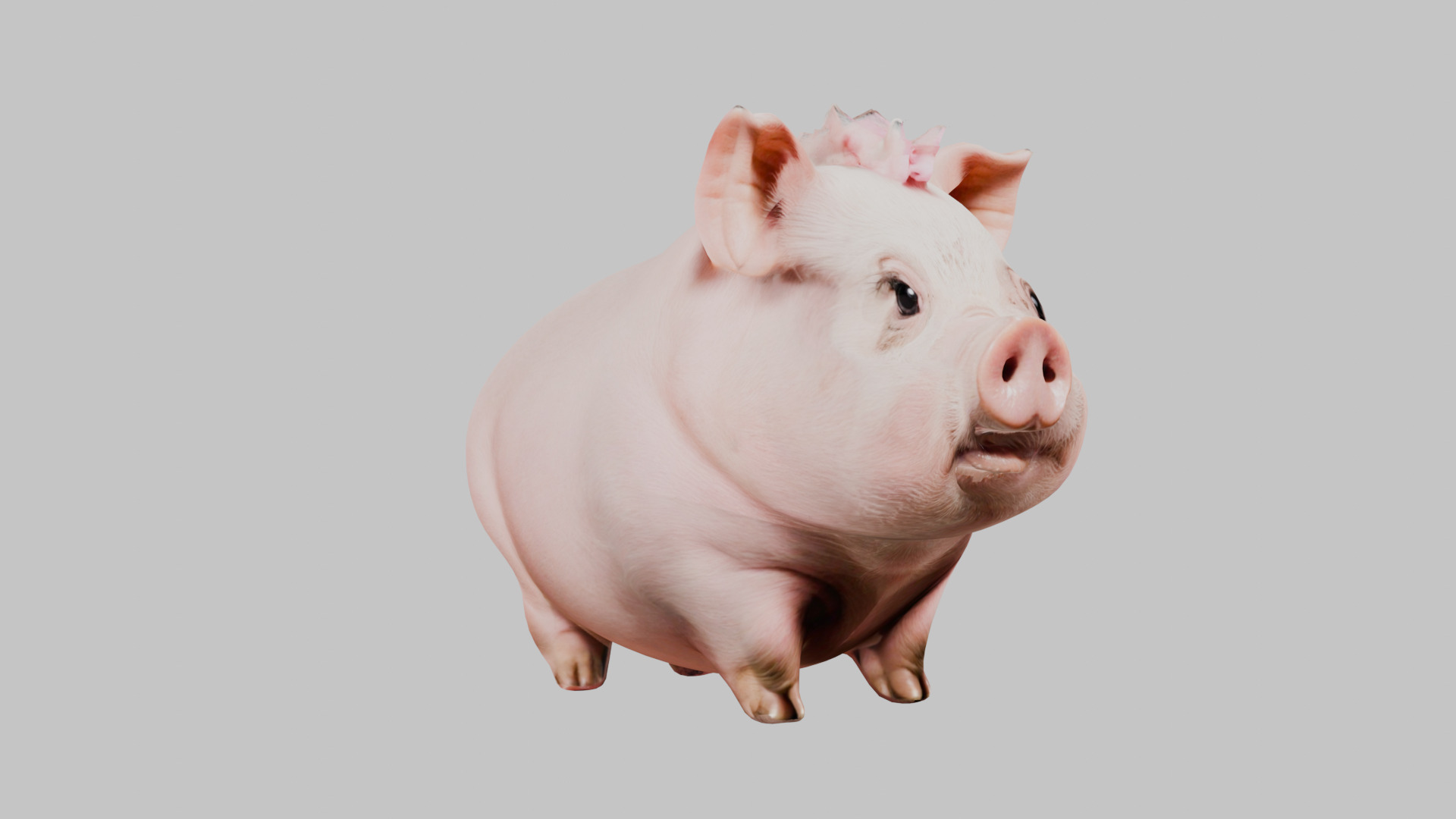 3D Pig Model - Cartoon Animal Character Low-poly 3D model_20