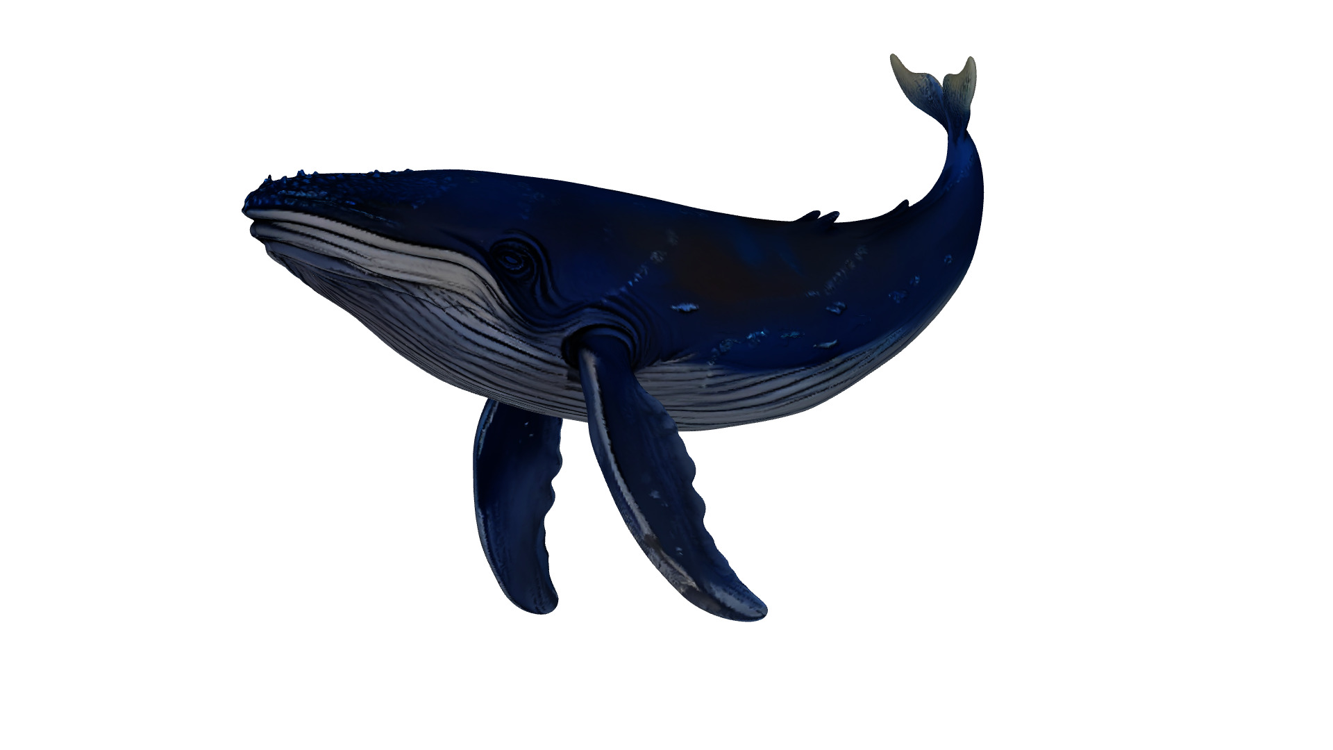 Humpback Whale 3D Printable Model STL OBJ 3D print model_2