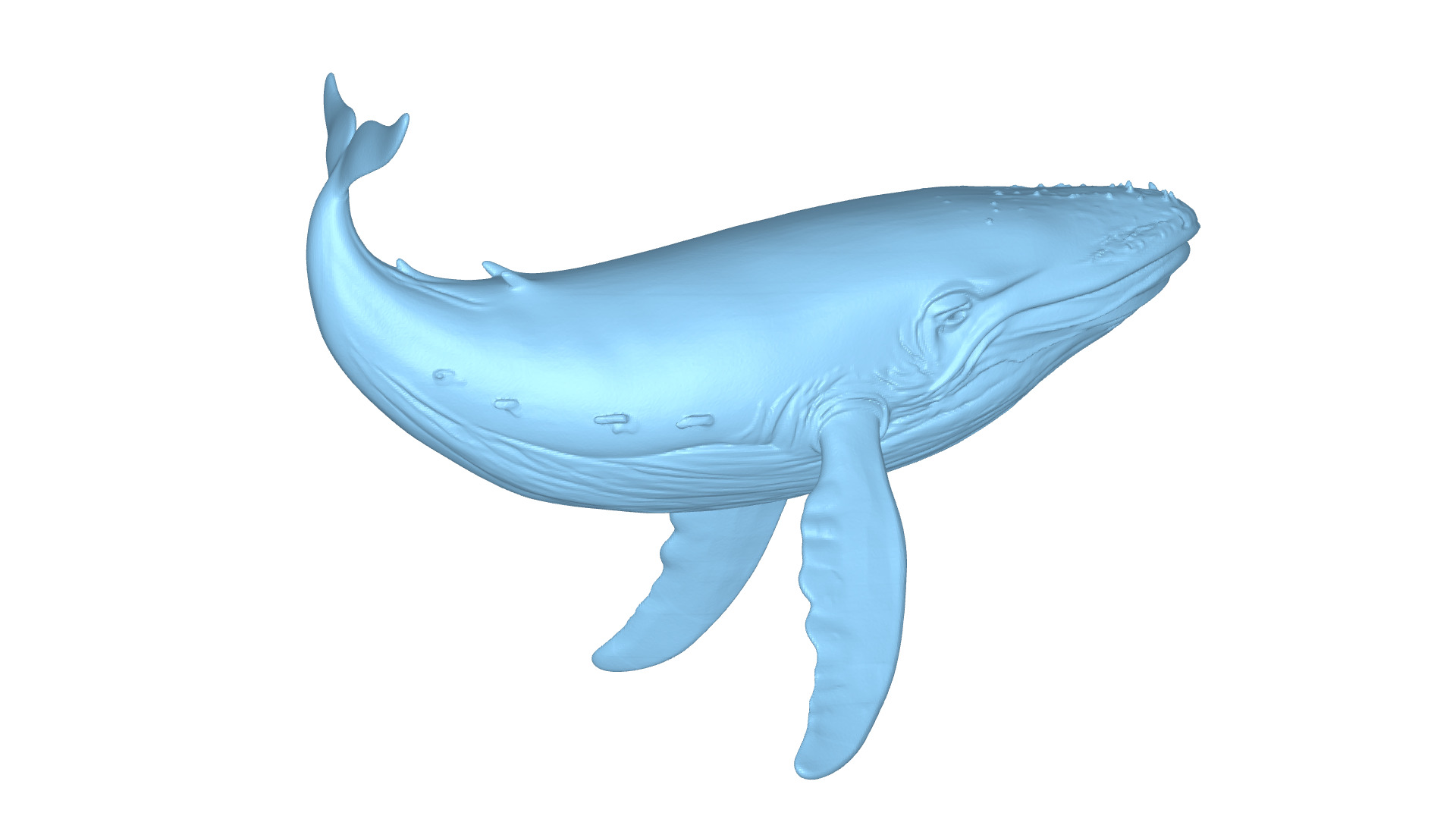 Humpback Whale 3D Printable Model STL OBJ 3D print model_4