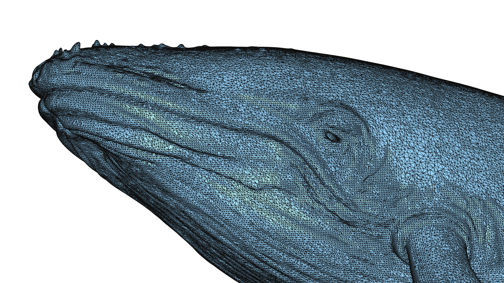 Humpback Whale 3D Printable Model STL OBJ 3D print model_6